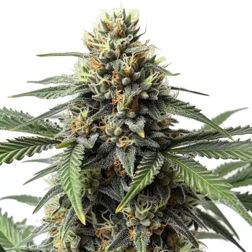 Blimburn Seeds - CR + (Critical +)