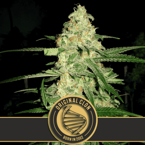 Blimburn Seeds - Original Clon