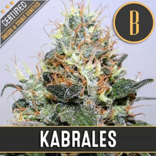 Blimburn Seeds - Kabrales
