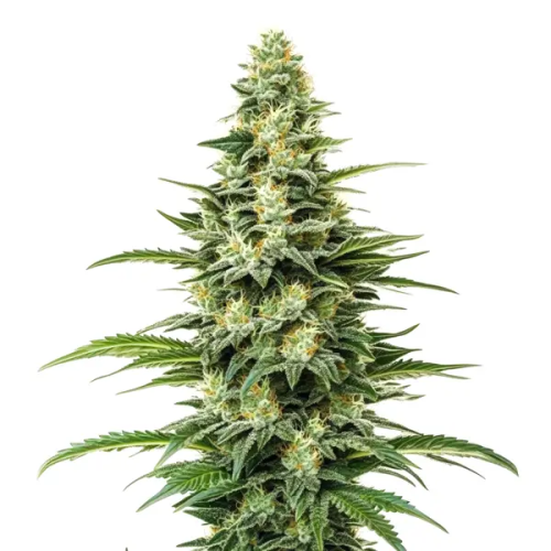 Blimburn Seeds - Kyles Skywalker OG
