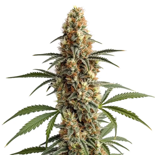 Blimburn Seeds - Mamba Negra