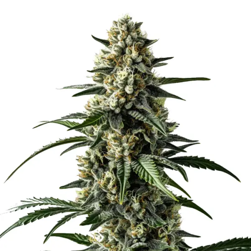 Blimburn Seeds - Mango