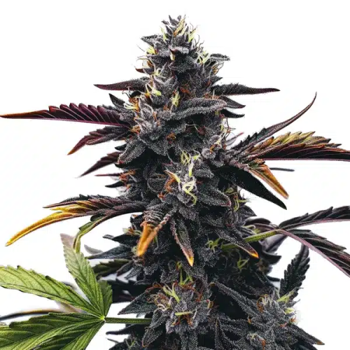 Blimburn Seeds - Narkosis