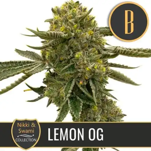 Blimburn Seeds - Nikki & Swamis Lemon OG
