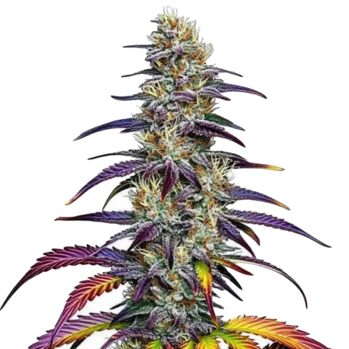 Blimburn Seeds - Blue Dream