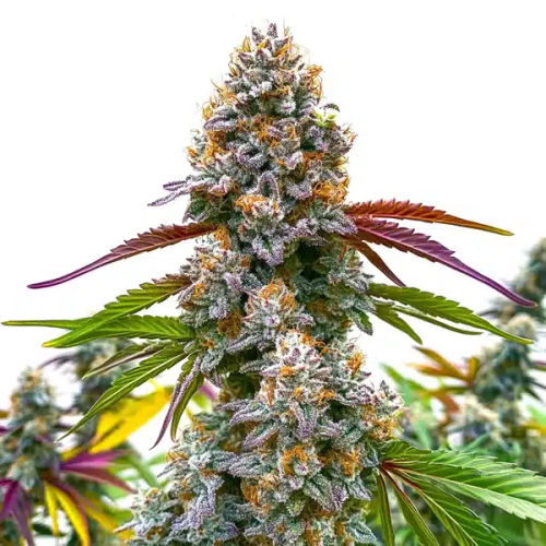 Blimburn Seeds - Critical Daddy Purple