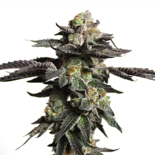 Blimburn Seeds - Zombie Death Fuck