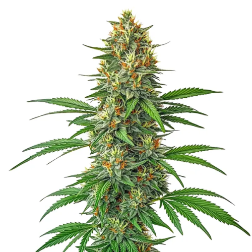 Blimburn Seeds - Tangie Auto
