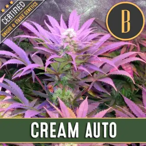 Blimburn Seeds - Cream Auto