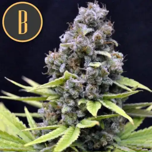 Blimburn Seeds - Critical Auto