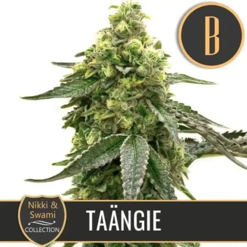 Blimburn Seeds - Nikki & Swamis Taangie