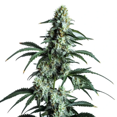 Blimburn Seeds - Sour Diesel