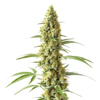 Blimburn Seeds - Tijuana