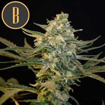 Blimburn Seeds - Guanabana