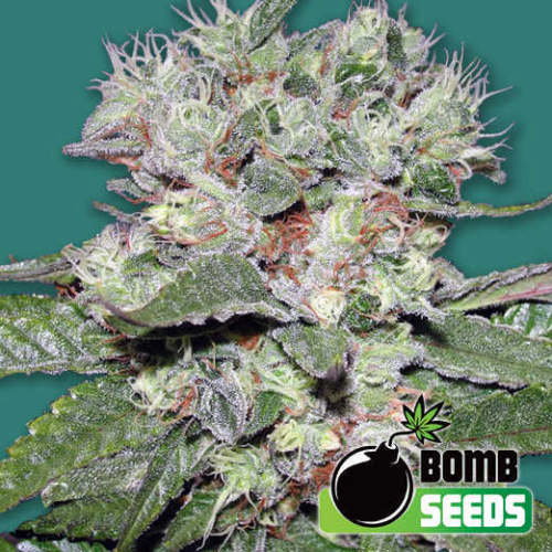 Bomb Seeds - CBD Bomb