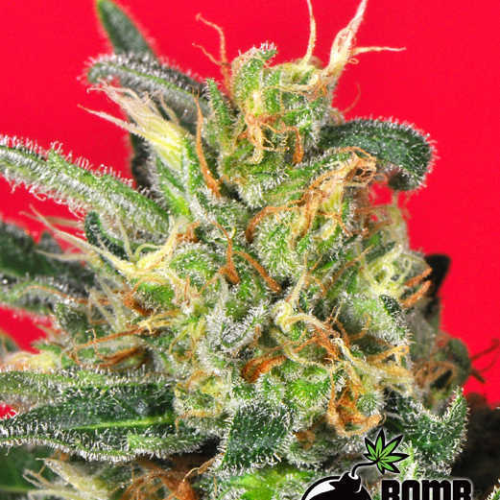 Bomb Seeds - Cluster Bomb regular