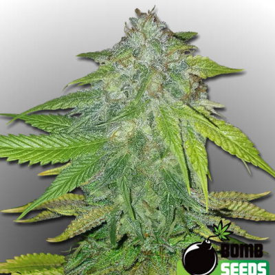 Bomb Seeds - Ghost Train Bomb