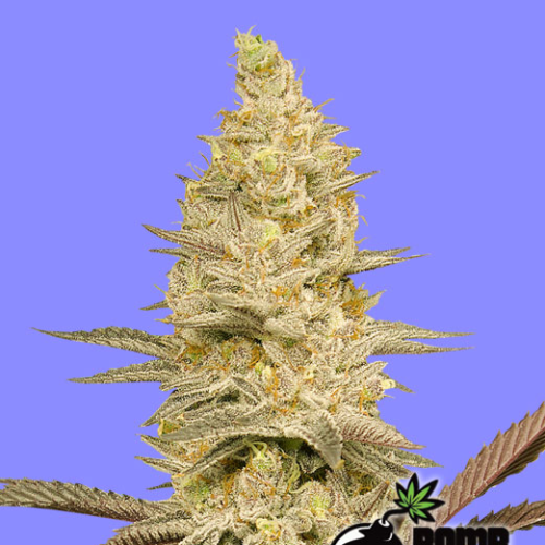 Bomb Seeds - Glookie Bomb