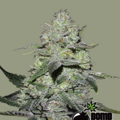 Bomb Seeds - Gorilla Bomb