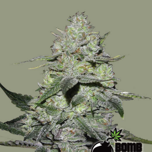 Bomb Seeds - Gorilla Bomb