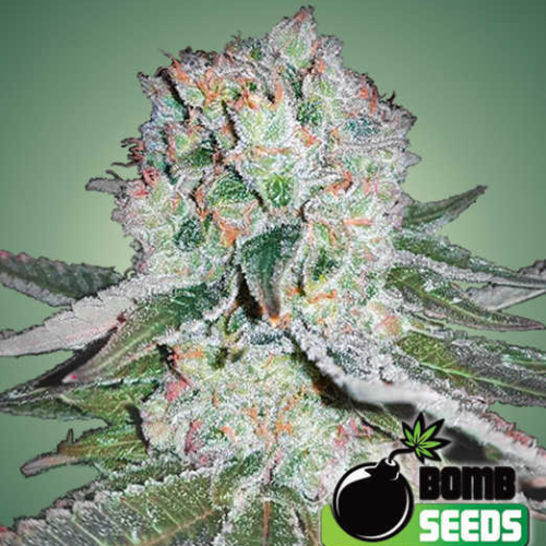 Bomb Seeds - Banana Bomb