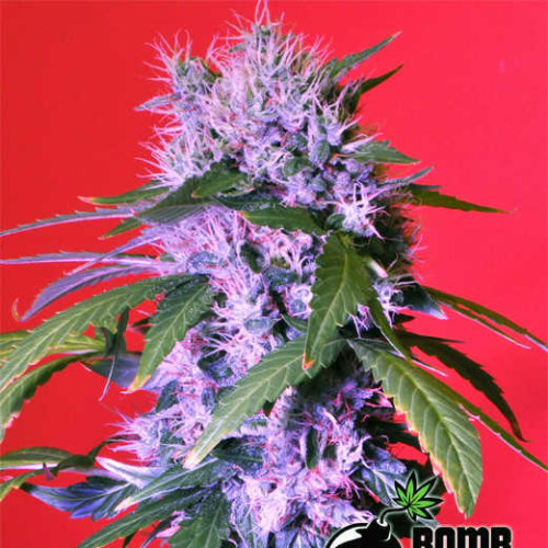Bomb Seeds - Berry Bomb Auto
