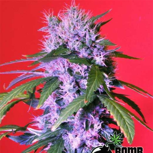 Bomb Seeds - Berry Bomb