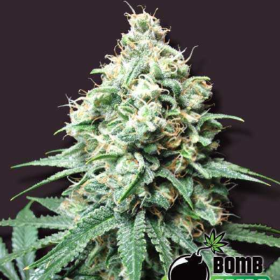 Bomb Seeds - Kush Bomb