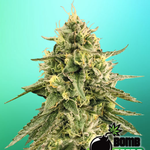 Bomb Seeds - Monkey Bomb