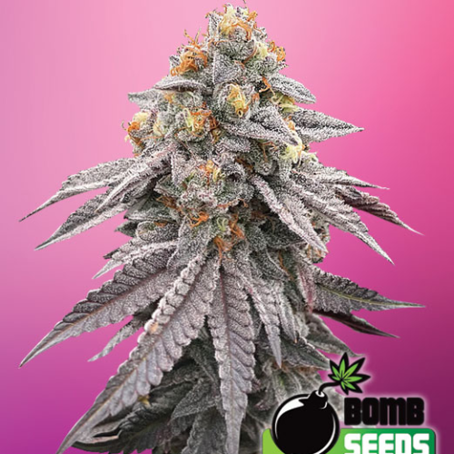 Bomb Seeds - Runtz Bomb