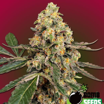 Bomb Seeds - THC Fritters