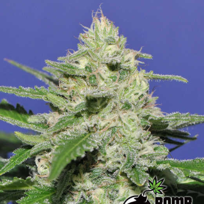Bomb Seeds - Widow Bomb