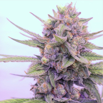 B-S-B Genetics - 24k Tangie