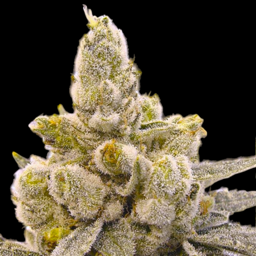 B-S-B Genetics - Gorilla Glue #4 Auto