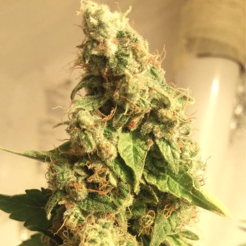 B-S-B Genetics - Moby Dick