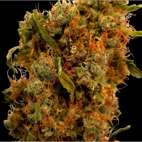 B-S-B Genetics - Northern Big Bud Auto