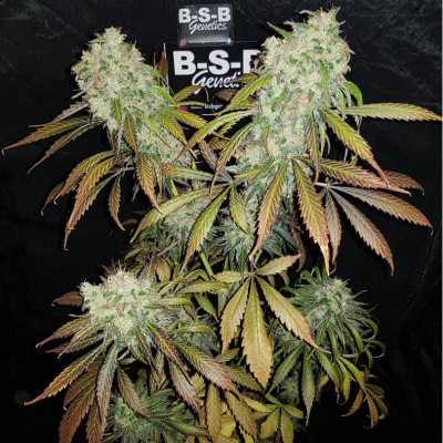 B-S-B Genetics - Banana Kush