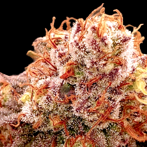 B-S-B Genetics - Banana Split Auto