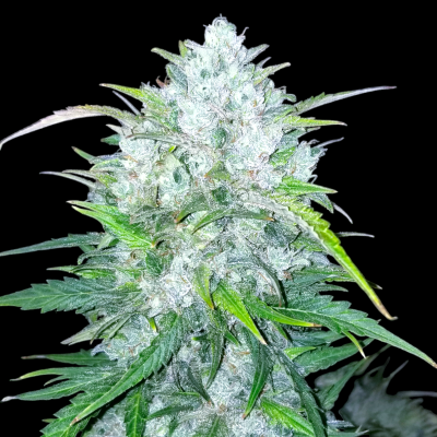 B-S-B Genetics - Bruce Banner #3 Auto