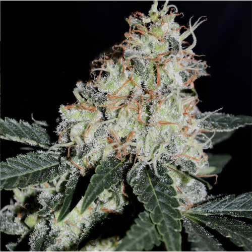 B-S-B Genetics - Stardawg