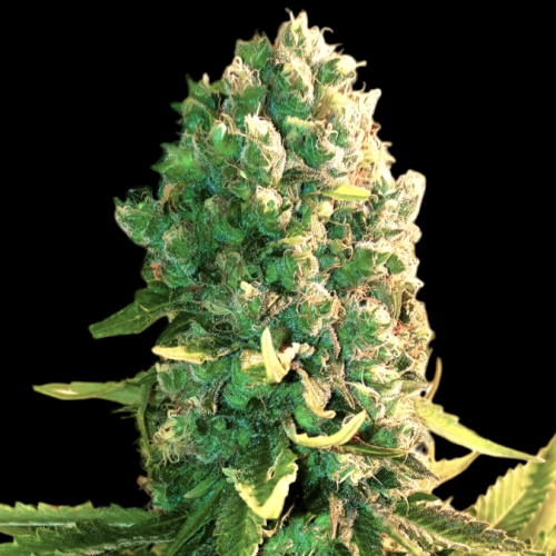 BSBs Cali Connection - Blueberry Dream