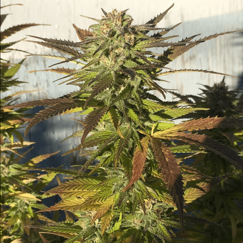 BSBs Cali Connection - Green Crack