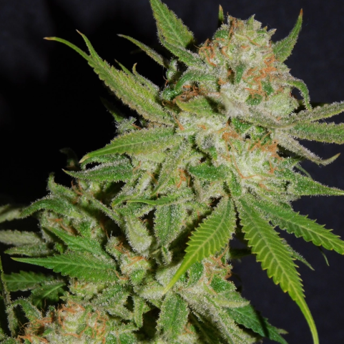 BSBs Cali Connection - Chemdawg #4