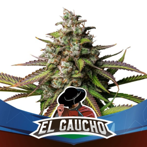 BSF Seeds - El Gaucho Fast Version