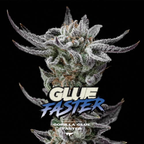 BSF Seeds - Gorilla Glue Faster