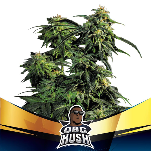BSF Seeds - OBG Kush Fast Version