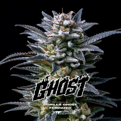 BSF Seeds - Gorilla Ghost