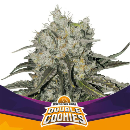 BSF Seeds - Double Cookies
