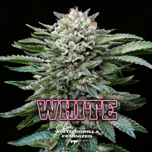 BSF Seeds - White Gorilla