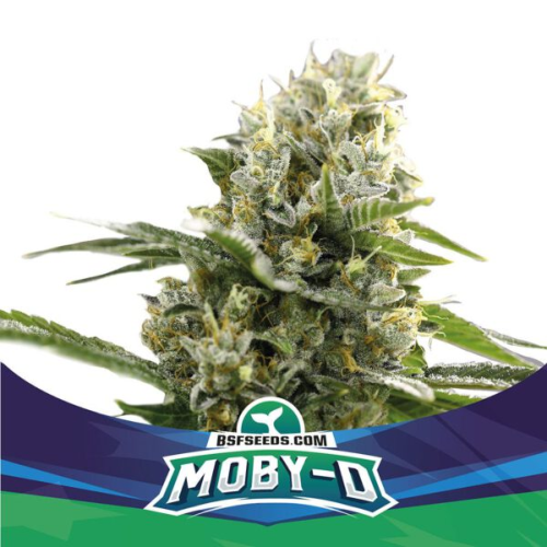 BSF Seeds - Moby-D XXL Auto